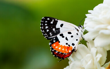 Obraz premium butterfly on a flower