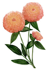 Loose Abstract Watercolor of Coral Zinnia