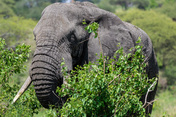 Afrikanischer Elefant beim fressen