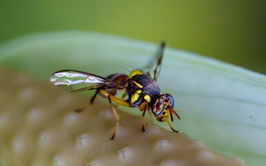 Naklejka premium yellow bug on a leaf