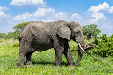 Gro&szlig;er Afrikanischer Elefant in Tansania