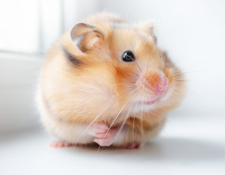 Golden hamster002