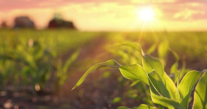 Crop sprayer working on a corn field at sunset, slow motion. Spring day landscape, rural scene. Spraying to protect corn from weeds to the increase crop yield. Low angle view - close up
