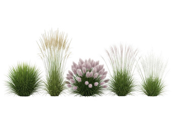 Obraz premium Collection of various flowering plants and grasses isolated on transparent background