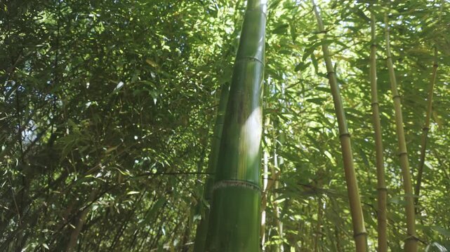 Moving up along a bamboo trunk in a dense thicket of fast-growing bamboos