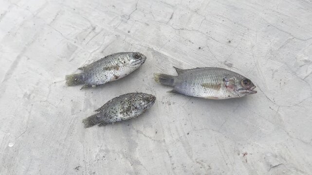 dead fish on the ground