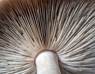 Abstract mushroom gill lines radiating pattern in beige and white neutral tones
