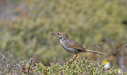 A Neddicky, a small cisticola on a shrub