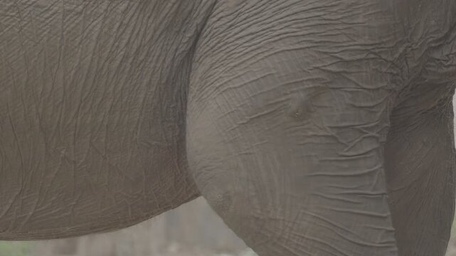 Close Up of Elephant Skin Wrinkles Texture S log 3 10bit 422