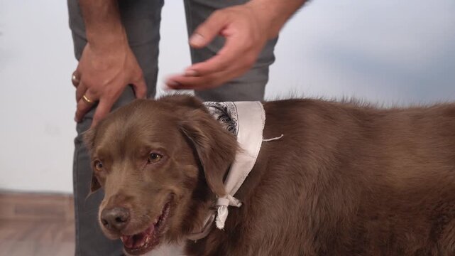 A person's hands, adorned with two rings, are seen gently stroking the head and back of a medium-sized brown dog. The dog is wearing a white patterned bandana around its neck.