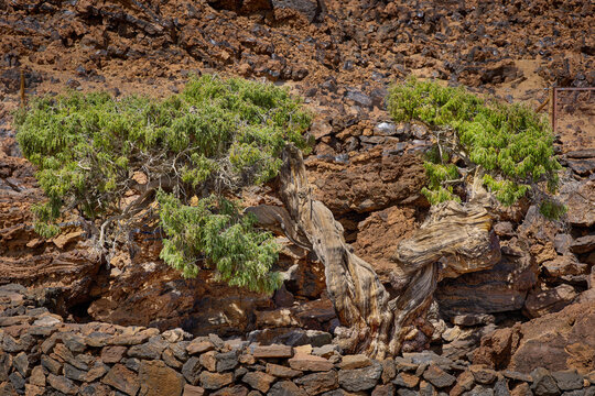 Ancient Canary juniper Patriarca del Teide