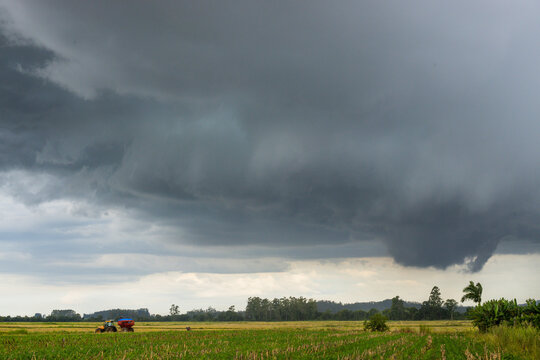 Colheitadera em chacra de arroz, com chuva de ver&atilde;o 
