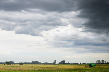 Naklejka premium Cultivo de arroz en dia de tormenta 