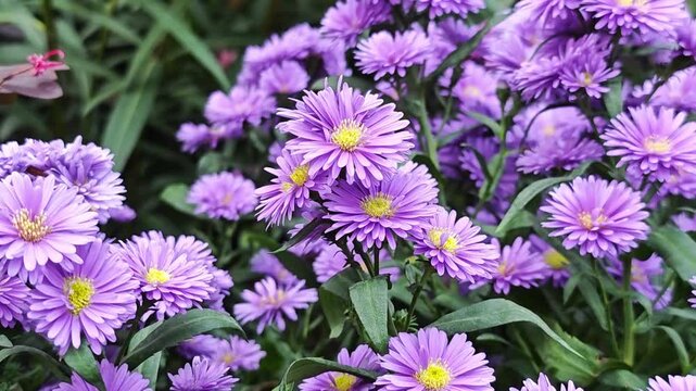 Purple aster flower in garden.