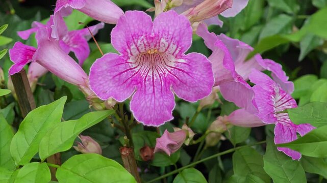 Podranea Ricasoliana. Pink flower in garden.
