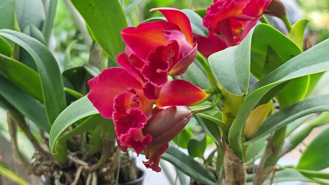 The beautiful vibrant orchids flowers.