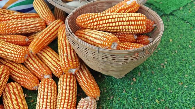 Sweet corn on the cob kernels peeled and various corn seeds.