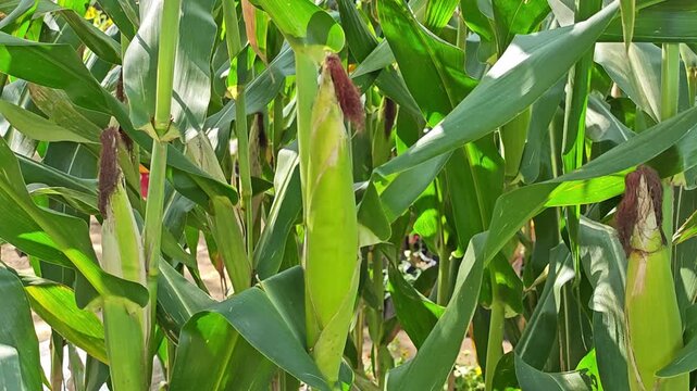 Sweet corn on the cob kernels peeled and various corn seeds.
