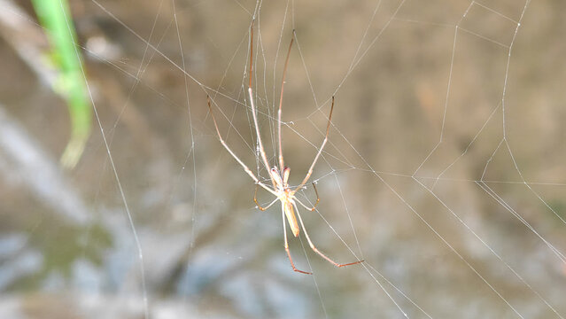 Long-jawed Orb-weaver Spider Resting on Intricate Web in Natural Outdoor Setting