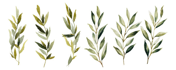 Elegant watercolor leaf composition featuring eucalyptus branches and botanical greenery. Natural foliage border ideal for spring decoration and floral arrangements. Vector illustration. © Narin