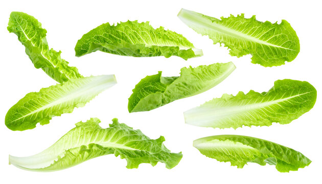 Set of fresh romaine lettuce leaves pieces, crisp green salad vegetable ingredient collection on isolated background