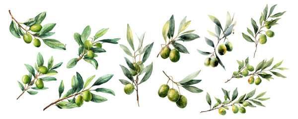 Watercolor olive branch with green leaves and fruit. Mediterranean botanical illustration featuring realistic tree sprig. Organic floral design for elegant backgrounds. Vector illustration. © Narin