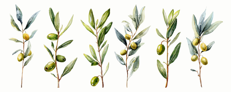 Mediterranean olive branch watercolor illustration with realistic green leaves. Vintage botanical design featuring organic tree sprig, isolated on white for floral compositions. Vector illustration.