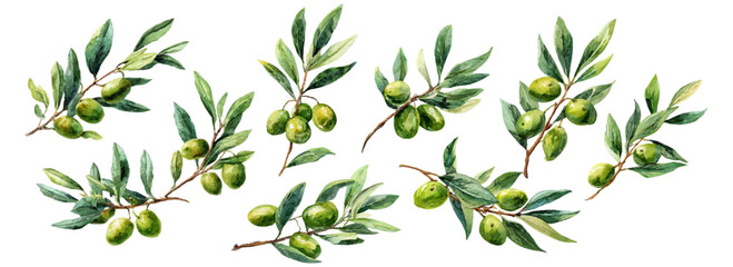 Watercolor olive branch with green leaves and fruit, isolated on white background. Mediterranean botanical illustration in realistic style with organic oil tree elements. Vector illustration. © Narin