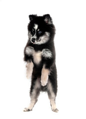Obraz premium Pomsky in studio