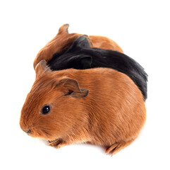 guinea pigs in studio