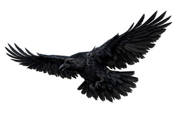 Obraz premium Black raven flying with spread wings on transparent background, symbolizing mystery, freedom, and wisdom