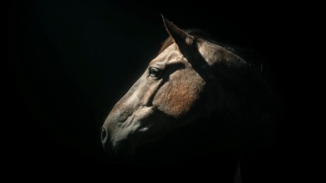 Side profile of horse head in dramatic low key lighting on black background