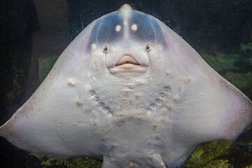 Raie pastenague observée de face dans un aquarium © Katy