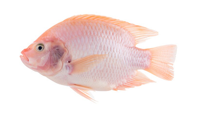 Whole raw tilapia fish, fresh seafood for cooking and market display, high detail texture cutout on isolated background