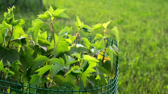 Blackcurrant bush on green grass background. The shrub with bright green leaves protected with plastic mesh fence from rodent pests and mechanical damage. Protection of plants diseases. Spider mite.