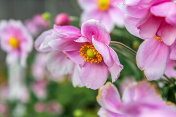 Obraz premium A vibrant close-up of Japanese Anemonenfeaturing delicate pink petals and bright yellow centers. These elegant autumn perennials bloom on slender stems against green leaves.