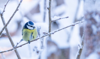 Blue Tit Perched on a Snowy Branch in a Quiet Winter Garden Landscape © © Raymond Orton
