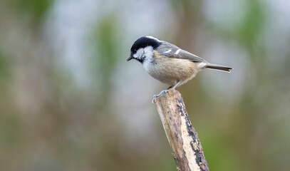 Coal tit Periparus ater perched on a textured mossy log with soft green bokeh background, capturing delicate plumage © © Raymond Orton