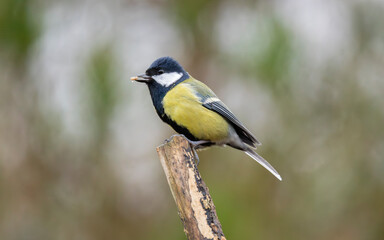 Fototapeta premium A colorful great tit Parus major perched on a weathered wooden branch against a soft, blurred natural background,