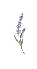 Obraz premium Minimalist Vector Icon of a Stylized Lavender Stem for Wellness Brands.transparent.