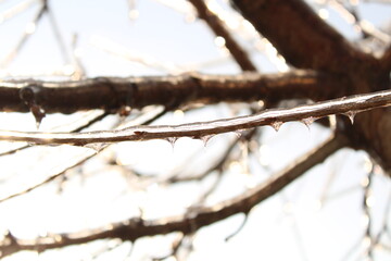 Obraz premium Glistening ice-covered branches after a winter storm, featuring sparkling icicles and a bright, sun-drenched background with selective focus.
