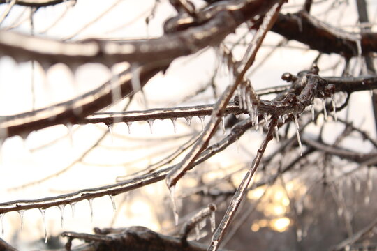 Close-up of tree branches covered in glossy ice and icicles after freezing rain, featuring soft warm lighting and a blurred winter background.