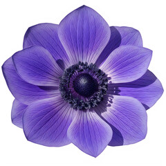 Anemone purple flower isolated on transparent background