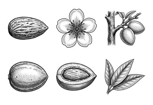 Vintage botanical illustrations of almond tree components including nut, flower, fruit, and leaves in a detailed black and white woodcut engraving style