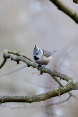 Fototapeta premium Crested Tit Perched on Tree Branch in Woodland