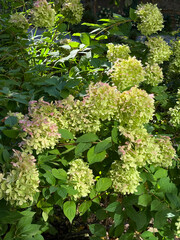 Green hydrangea blooming shrub in garden. 