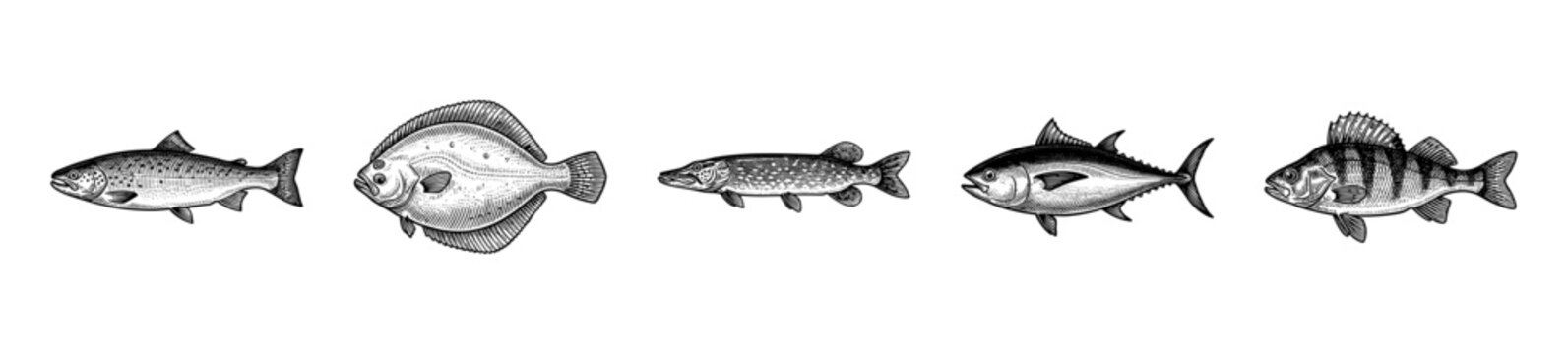 Vintage engraving of diverse fish species including salmon flounder pike tuna and perch in a detailed black and white etching style
