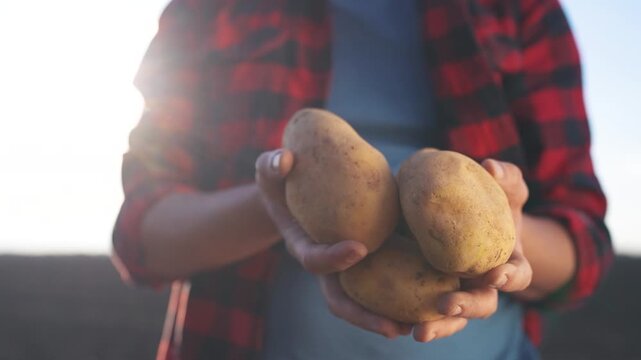 Person holding two potatoes. Farmer holding a potato in a field. Farmer holding a potato in a field. An lifestyle individual grasping two potatoes.