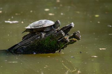 A Northern map turtle basks in the sun atop a mossy, weathered log in its natural aquatic habitat, showcasing its unique shell and skin patterns