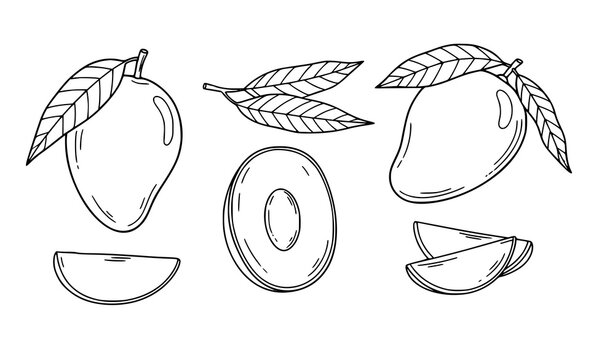 Hand Drawn Mango Outline Doodle Vector Illustration Set